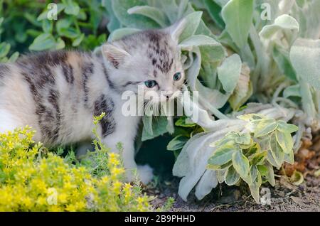 Kitten sitting near a flowerbed. Curious gray kitten. Stock Photo