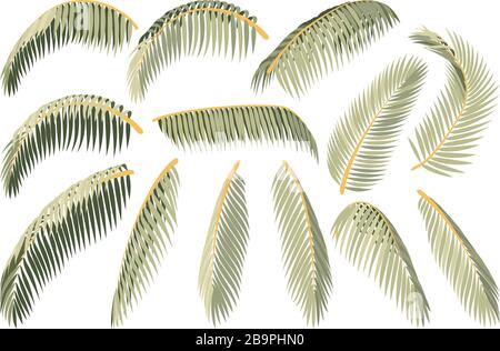 vector handdrawn plant clipart coconut palm leaves Stock Vector