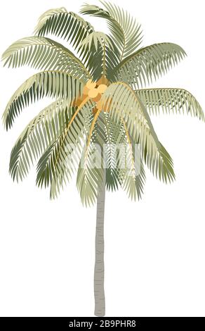 vector handdrawn plant clipart Coconut palm tree Stock Vector