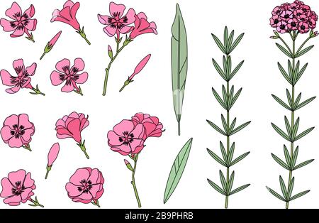 vector handdrawn plant clipart Oleander flowers set Stock Vector