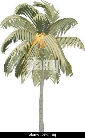 vector handdrawn plant clipart Coconut palm tree Stock Vector