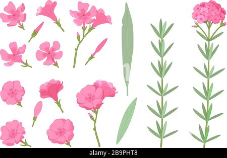 vector handdrawn plant clipart Oleander flowers set Stock Vector