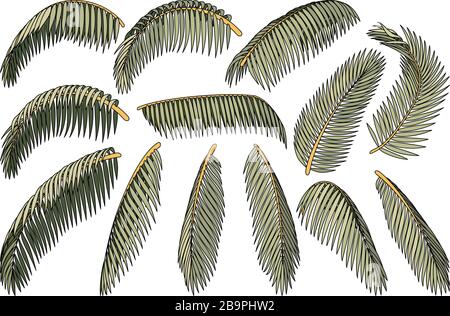 vector handdrawn plant clipart coconut palm leaves Stock Vector