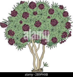 vector handdrawn plant clipart blooming Oleander tree Stock Vector