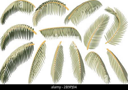 vector handdrawn plant clipart coconut palm leaves Stock Vector