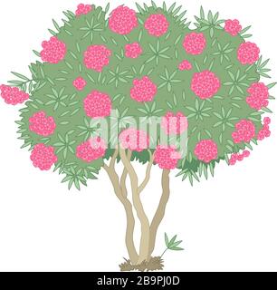 vector handdrawn plant clipart blooming Oleander tree Stock Vector