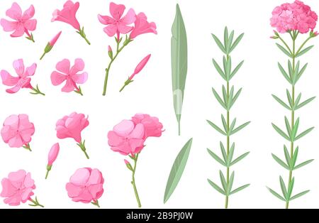vector handdrawn plant clipart Oleander flowers set Stock Vector