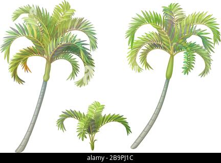 vector hand drawn plant clip art betel palm tree set Stock Vector