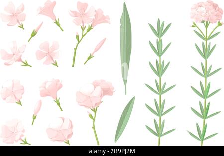 vector handdrawn plant clipart Oleander flowers set Stock Vector
