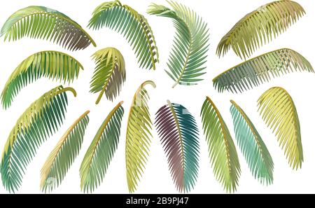 vector handdrawn plant clipart coconut palm leaves Stock Vector