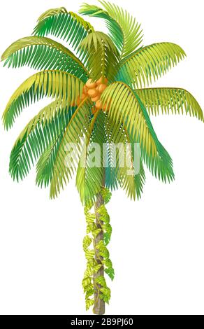 vector handdrawn plant clipart Coconut palm tree Stock Vector