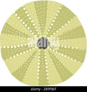 vector sea beach object clip art. Dry seaurchin Stock Vector