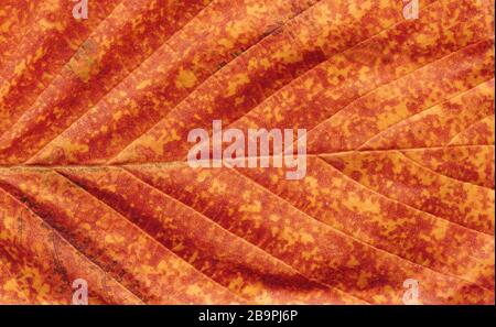 Autumn colorful leaves closeup. Autumn brown textural old leaf. Brown dry leaf background Stock Photo