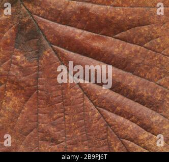Autumn colorful leaves closeup. Autumn brown textural old leaf. Brown dry leaf background. View with copy space Stock Photo