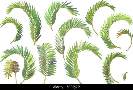 vector handdrawn plant clipart betel palm leaves Stock Vector