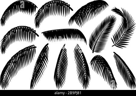 vector handdrawn plant clipart coconut palm leaves Stock Vector