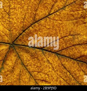 Abstract leaf veins. Brown autumn leave close up. Autumn colorful leaves closeup. Autumn brown textural old leaf. Beautiful bright colorful autumn lea Stock Photo