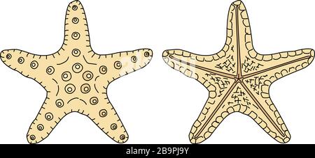 vector sea beach object clip art. Dry starfish Stock Vector
