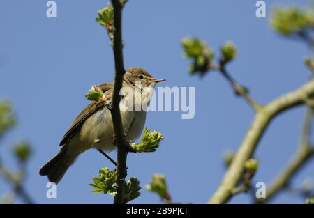animal, avian, background, beak, beautiful, bird, birding, birdwatching, branch, britain, british, brown, bush, chiffchaff, collybita, common chiffcha Stock Photo