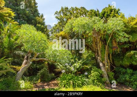 Kirstenbosch National Botanical Garden Western Cape South Africa Stock Photo