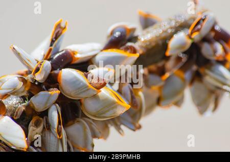 Many white shells on bamboo and sea. Stock Photo