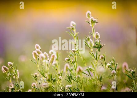 nice downy wild flowers in summer meadow Stock Photo