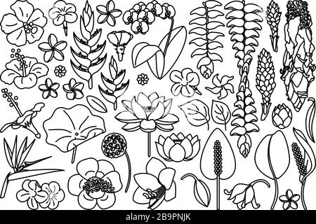 vector big exotic flower set. coloring book page Stock Vector