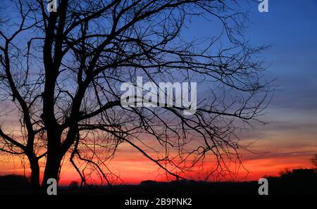 leafless tree on evening sunset sky, landscape. Stock Photo