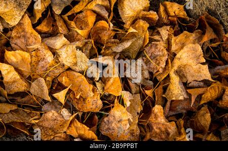 dry autumn poplar leafage - abstract natural background Stock Photo