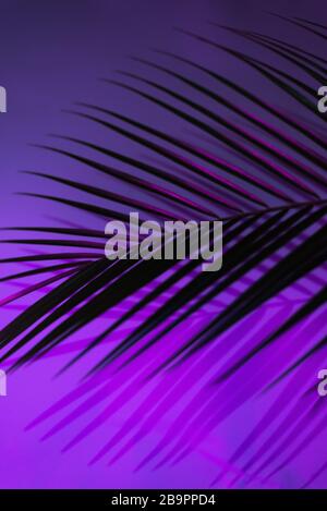 Thin leaf of a robelini palm tree in neon pink, purple and blue colors. Vertical modern background. Stock Photo