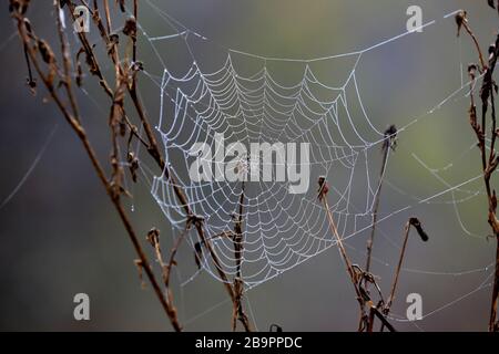 nice spider web in morning dew Stock Photo