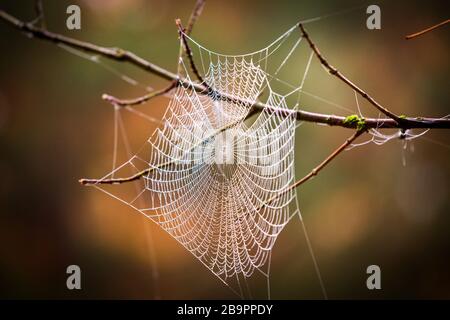 spider web on tree twig in morning dew Stock Photo