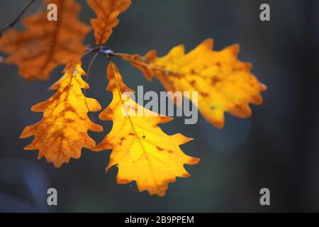 Nice autumn oak twig soft photo Stock Photo