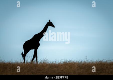 Masai giraffe walks in silhouette on horizon Stock Photo