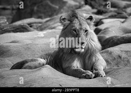 Mono young male lion lies on rocks Stock Photo