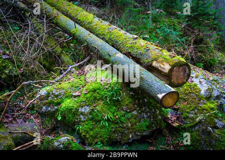 landscape with old wooden logs in deep green mossy forest Stock Photo