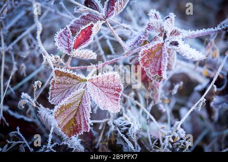 bright nice frozen twig in morning hoarfrost Stock Photo