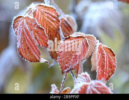 frozen plant with red leafs in hoarfrost Stock Photo