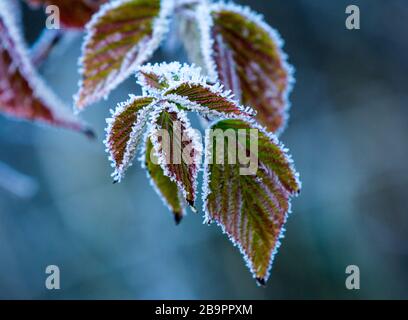 abstract frozen plant with leafs in hoarfrost Stock Photo