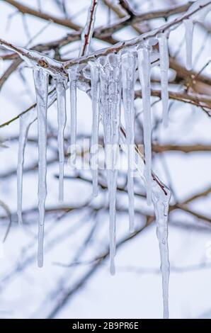 Frosty tree branch. Icicle frozen on a branch of a tree Stock Photo
