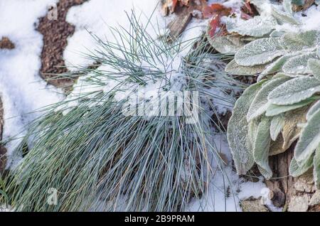 Winter garden with flowers  plants  bushes covered with snow Stock Photo