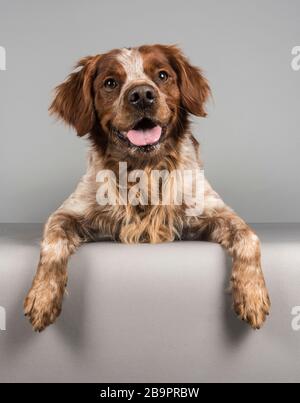 3 year old male Brittany spaniel, photographed in the UK. Stock Photo