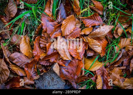 Abstract natural  background with beech leaves on green grass in autumn Stock Photo