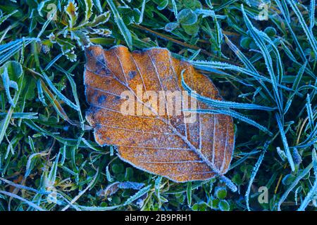 Nice alone autumn beech leaf on grass in hoarfrost Stock Photo