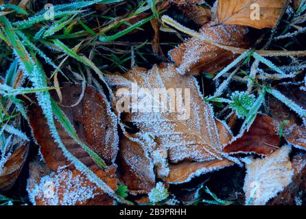 fallen autumn leaves and green grass covered with hoarfrost on ground Stock Photo