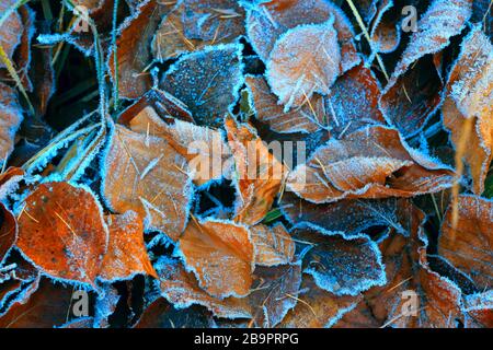 Beauty autumn leafage in hoarfrost on ground at early winter time. Stock Photo