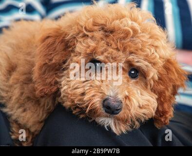 Australian Miniature Labradoodle Playing Stock Photo