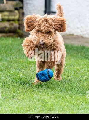 Australian Miniature Labradoodle Playing Stock Photo