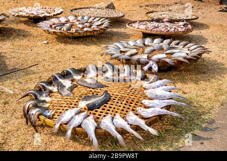 Fish left to dry in Lopburi, Thailand Stock Photo