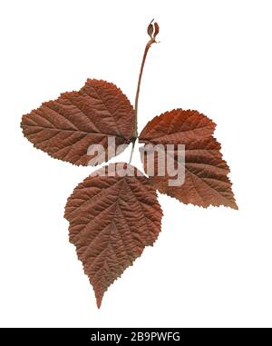 Rubus idaeus or raspberry autumn leaf isolated on white. Raspberry autumn leaf. Fall leaf of raspberry. Stock Photo